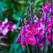 VIII Orkideler, Etçil Bitkiler ve Çöl Bitkileri Festivali “Tropikal Kış”