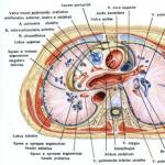 Perikardtopografi, volvulus, perikardiale bihuler