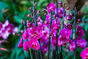 VIII Orkideler, Etçil Bitkiler ve Çöl Bitkileri Festivali “Tropikal Kış”